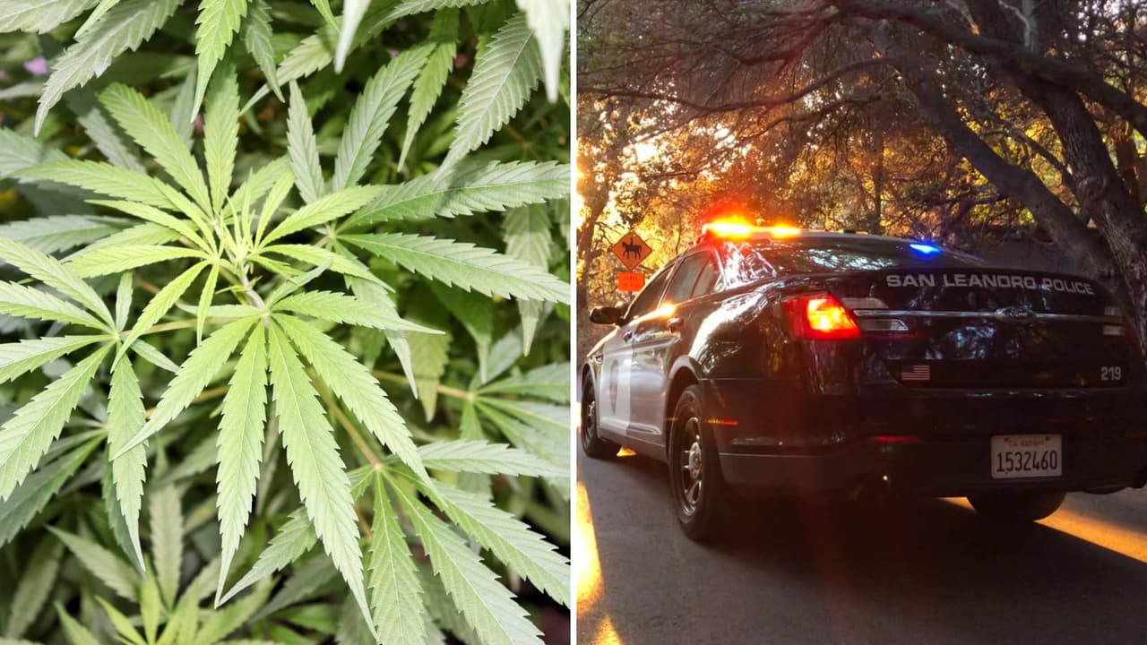 Tiroteo en invernadero de marihuana durante supuesto robo deja tres lesionados en San Leandro