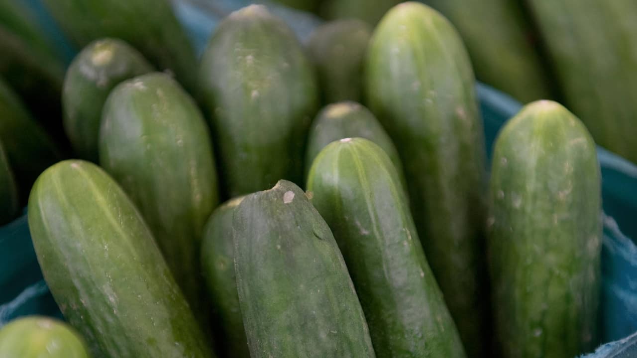 Alerta en Maryland, Virginia y otros estados por posible contaminación de pepinos con salmonela