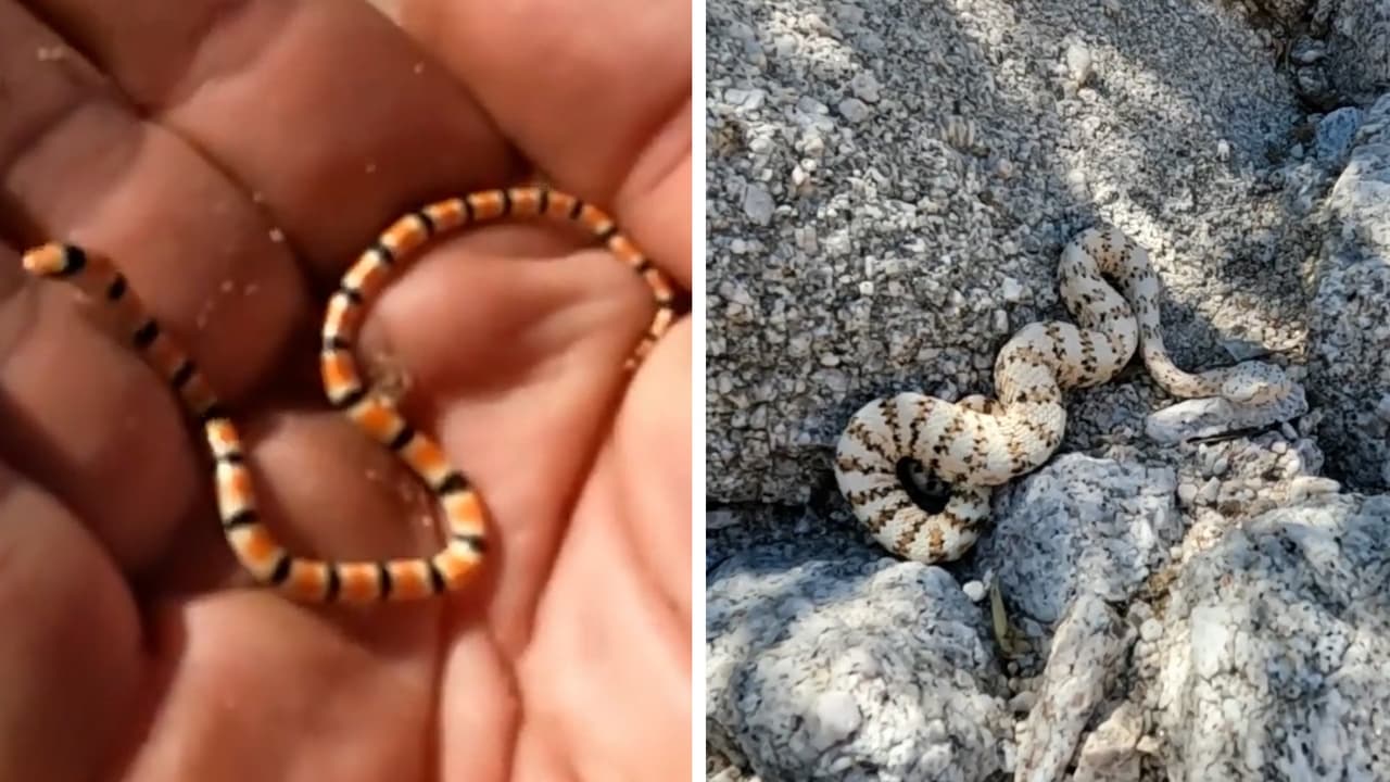 En Yuma, a mediados de noviembre, el equipo de Rattlesnake Solutions hizo un recorrido que le valió impresionantes hallazgos, como el de 
<a href="https://www.univision.com/local/arizona-ktvw/una-serpiente-en-la-palma-de-la-mano-y-otra-muy-codiciada-sorprendentes-hallazgos-en-yuma-video">una especie muy cotizada, además de una serpiente que cabe en la palma de una mano</a>.