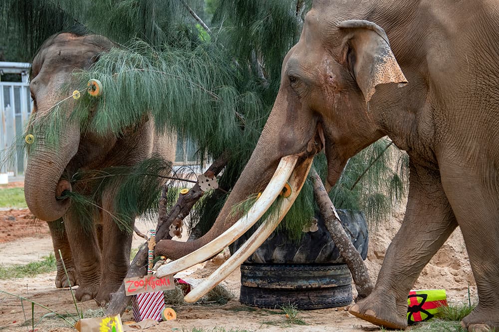 Los elefantes asiáticos Dalip y Nellie se comieron un árbol navideño que tenía melones y manzanas como adorno.