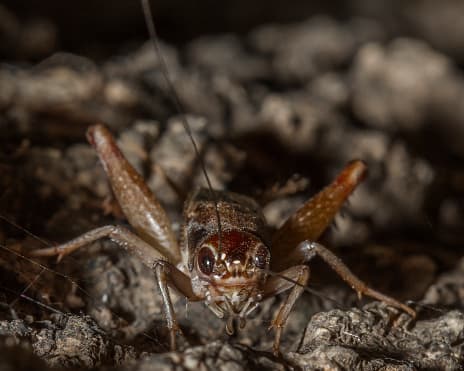 Cientos de usuarios de las redes sociales en San Antonio reportaron la presencia de miles de grillos en el centro de Texas.
