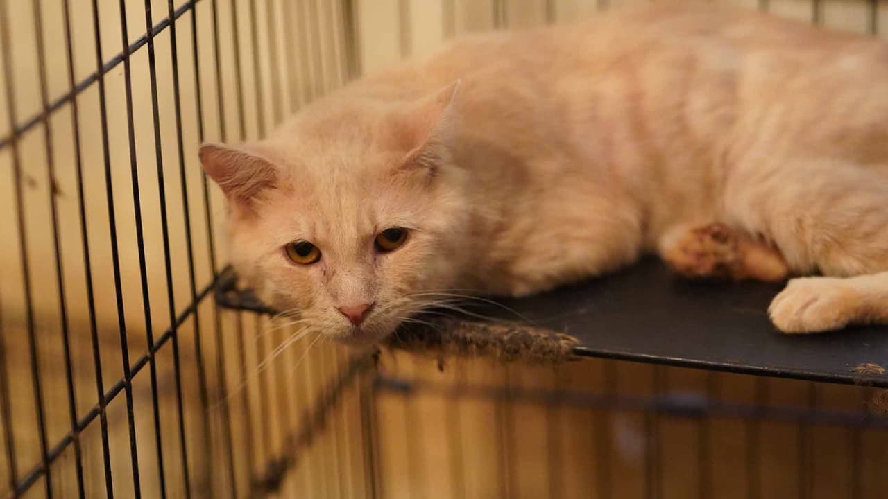 La investigación en el caso continúa.