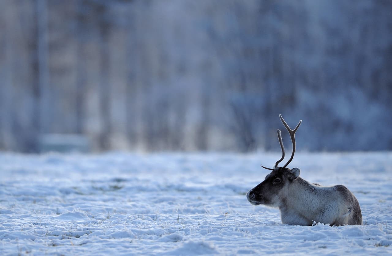 Y no solo eso: los renos pueden ver el espectro ultravioleta de la luz, una característica muy poco común en mamíferos. Esto los ayuda particularmente para poder diferenciar lo que tienen delante, como por ejemplo un depredador, en el invierno cuando el sol permanece bajo y todo se vería blanco y poco iluminado.