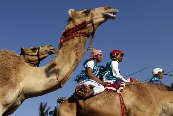 El festival atrae cada año a empresarios árabes adinerados que pueden pagar hasta más de cinco millones de dólares (unos 3,9 millones de euros) por un camello que les gusta.