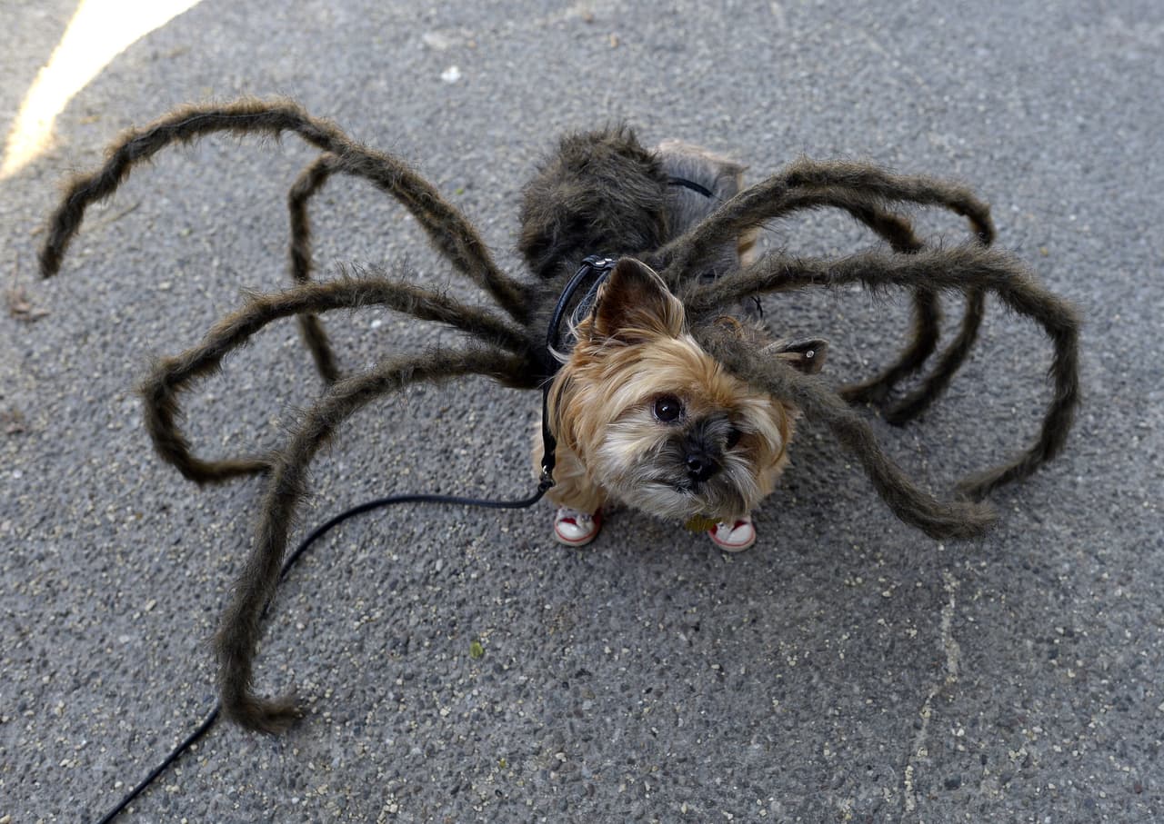 <b>Una araña</b>
<br>Aunque a tu perro lo delaten los gestos de ternura vale la pena que intentes transformarlo en un bicho gigante de ocho patas.
