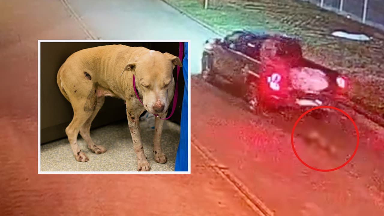 “Un caso desgarrador”: investigan incidente de maltrato animal que queda captado en video