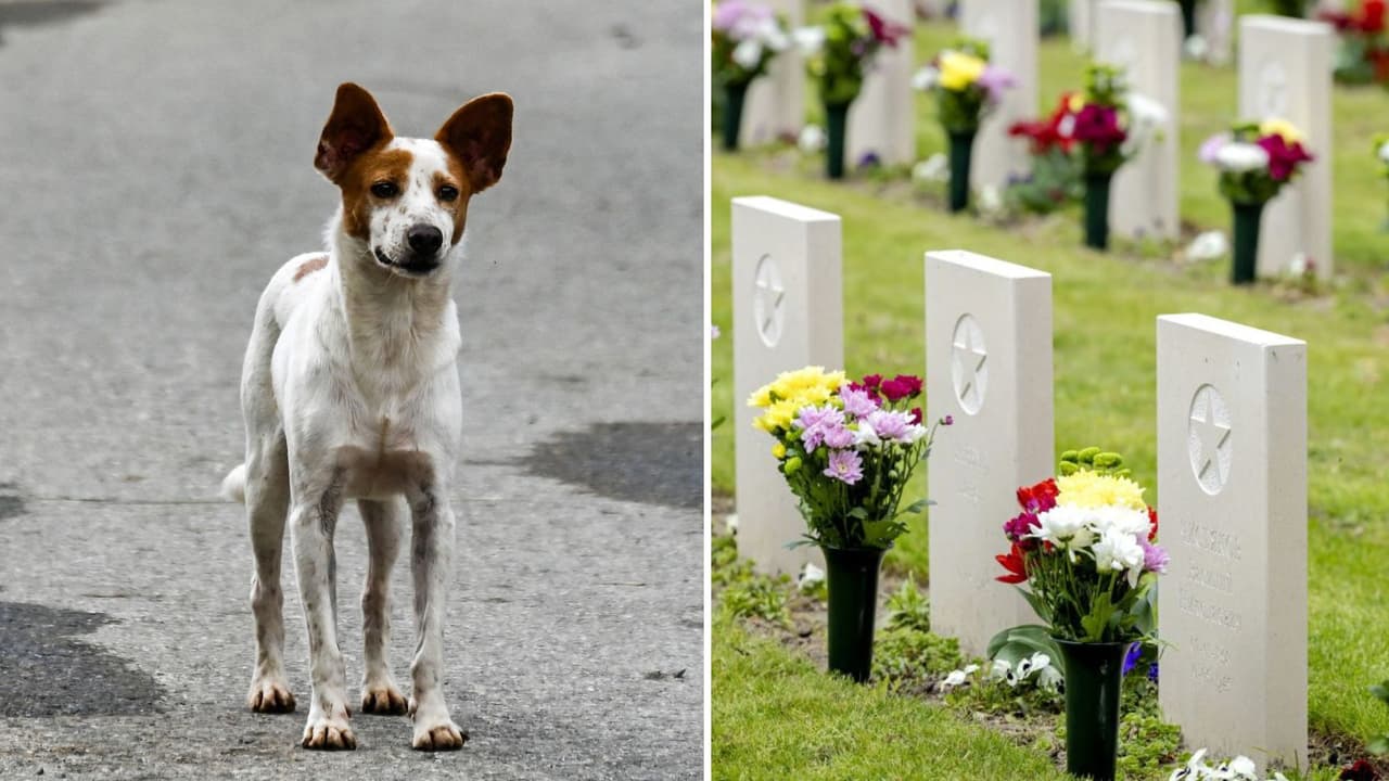 5 historias de perritos que esperaron a sus dueños muertos por años (prepárate para llorar)