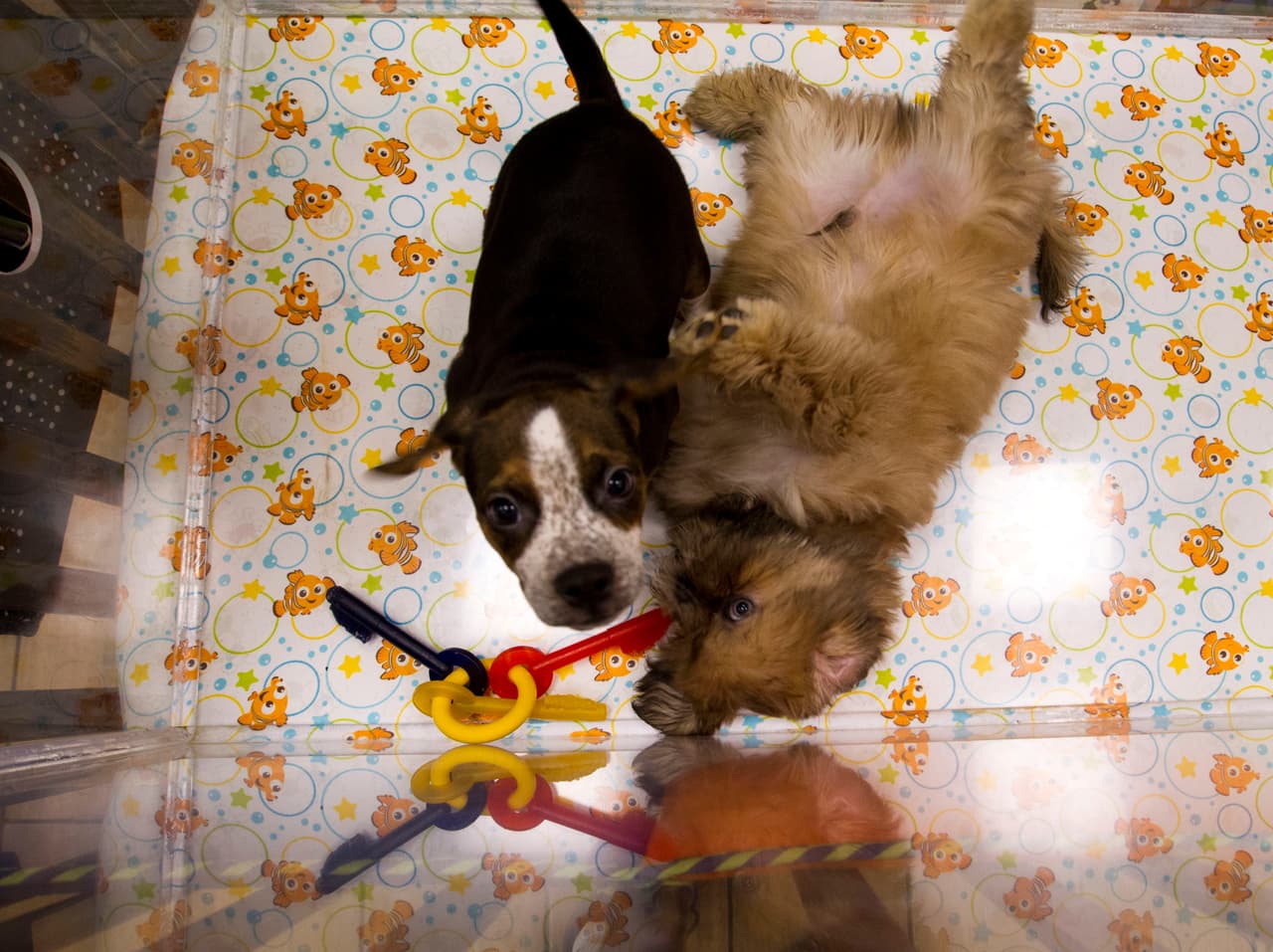 Y en caso de dejarlo dentro de una habitación es vital que el espacio tenga ventilación suficiente.