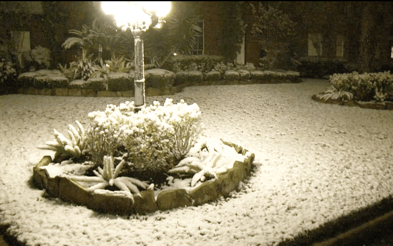La acumulación de nieve en prados y plantas empezó a verse desde la noche del jueves.