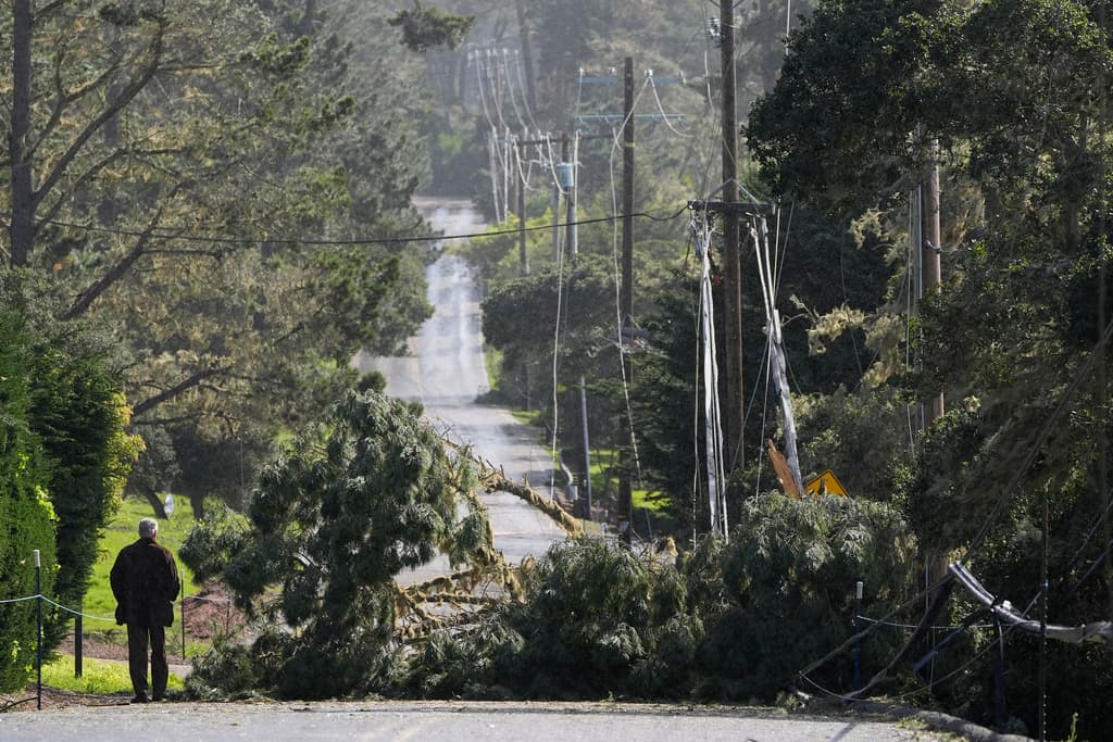 Un hombre mira hacia un árbol caído y líneas eléctricas que bloquean una carretera en Pebble Beach, California, el domingo 4 de febrero de 2024. (Foto AP/Ryan Sun)