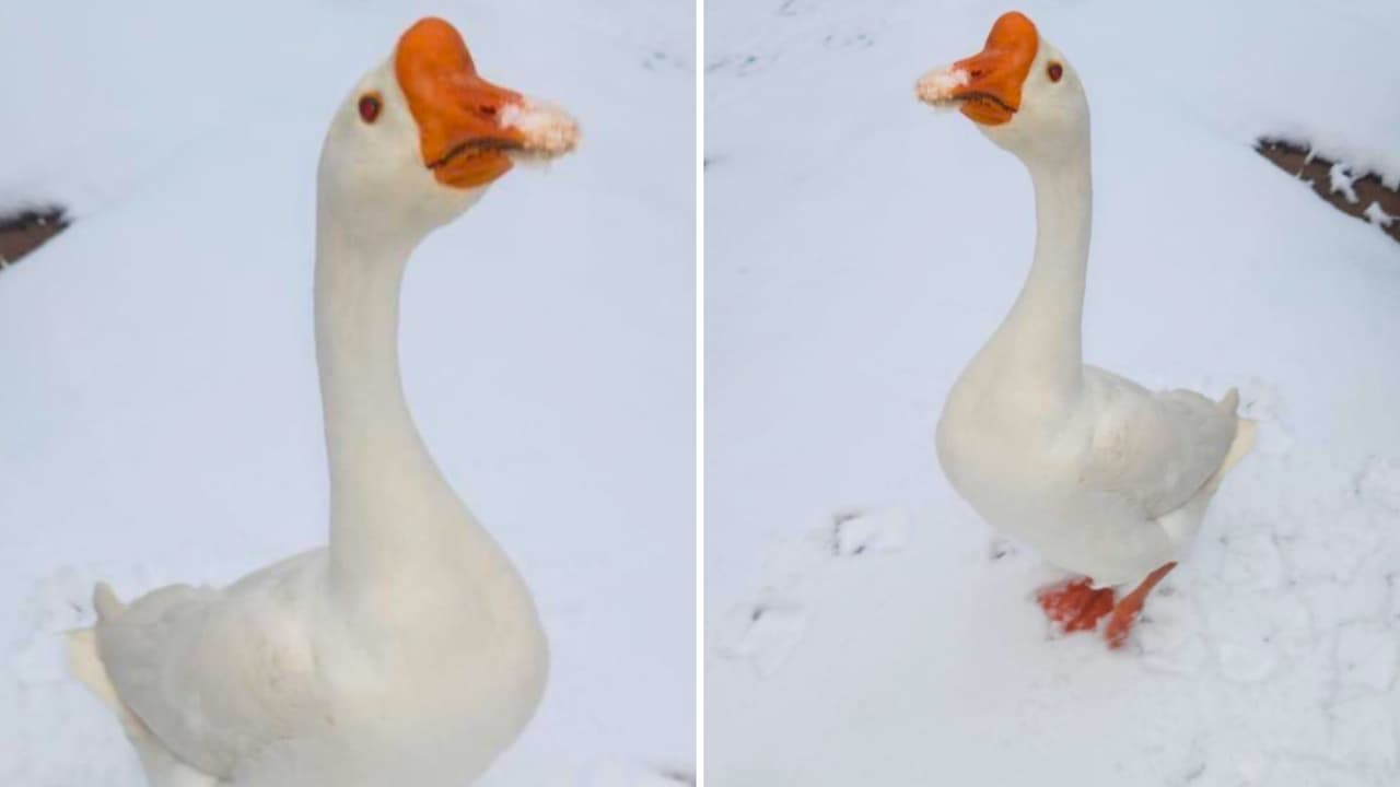 A través de 
<a href="https://www.univision.com/local/houston-kxln/reportalo" target="_blank">nuestra plataforma Repórtalo</a>, Jasmín nos envió adorables imágenes de su ganso 
<i>“Lovey”</i>, disfrutando de la nieve como todo un experto.
<i> ¡Parece que la nevada hizo feliz a más de uno!</i>