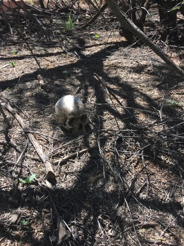Un craneo sepado de otros huesos, así fueron hallados unos de los restos encontrados.