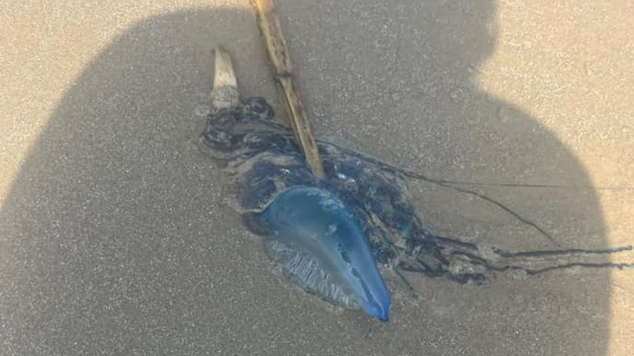 Celia Benitez: "Yo las encontré en la playa de Galveston".