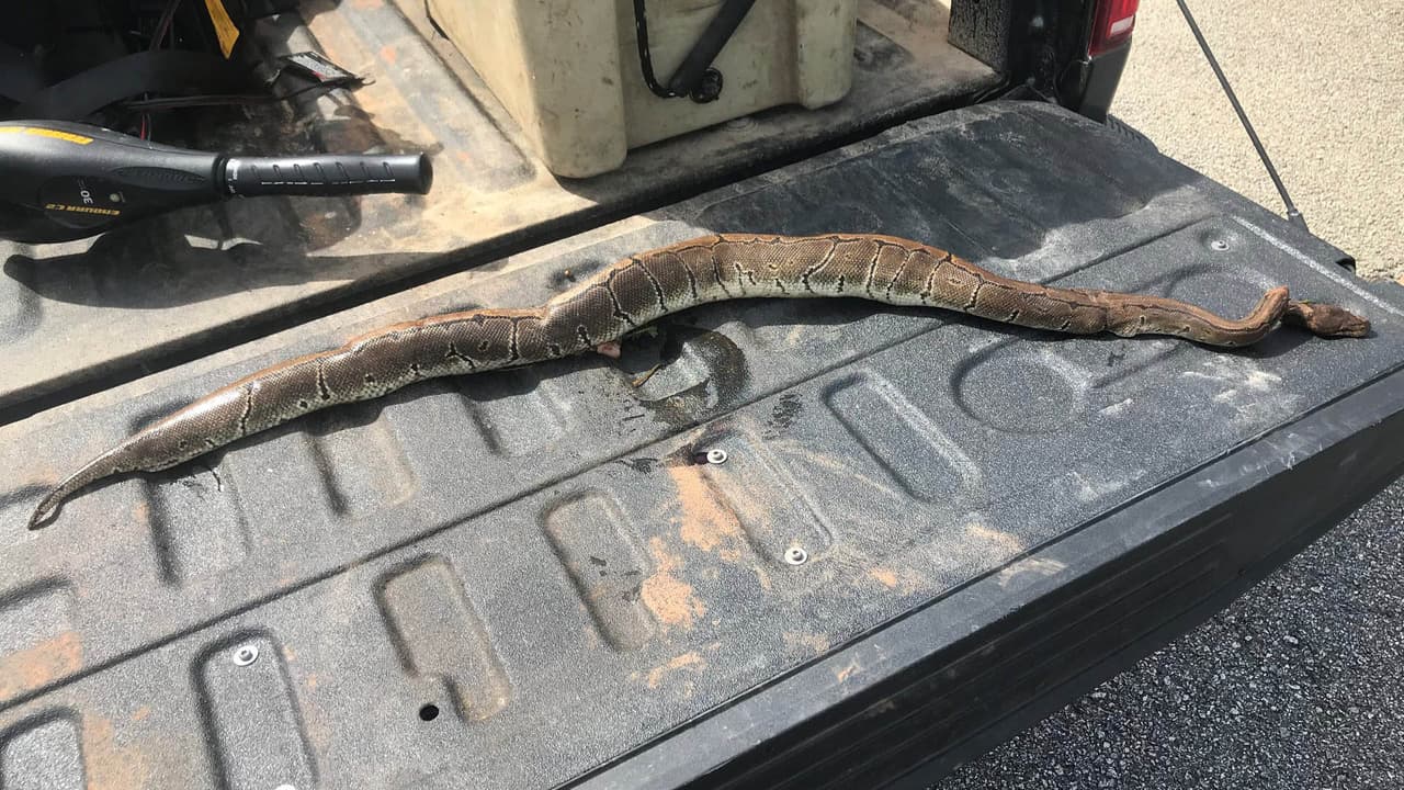 Residente de Georgia toma decisión extrema al encontrar serpiente 'invasora'