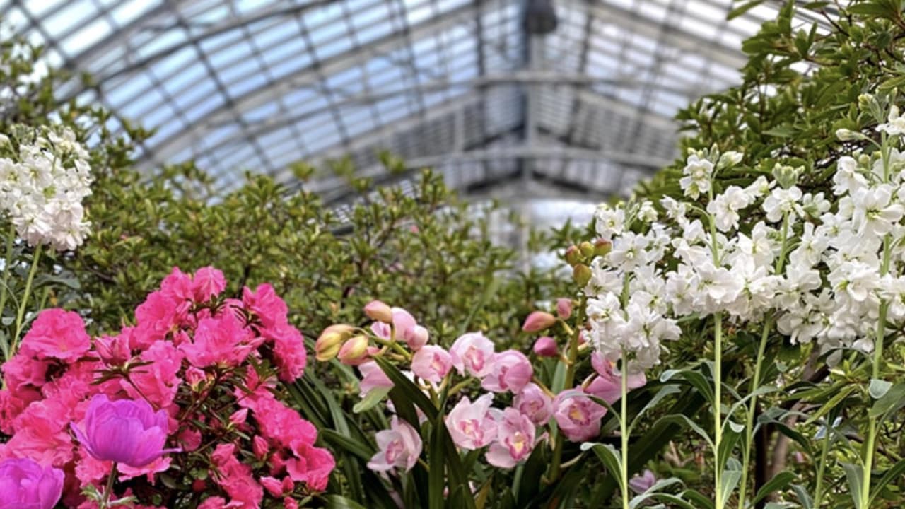 ¡Llegó la primavera! El "Spring Flower Show" comenzará su evento anual y abrirá sus puertas a los visitantes. Podrás disfrutas de un arco iris de flores para darle la bievenida a la primavera.