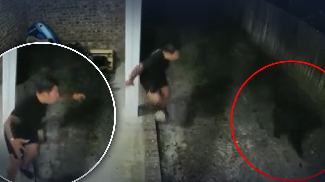 Padre de Florida le ruge a un oso negro para proteger a su perro