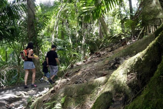 El Yunque se prepara para altas visitas en Navidad