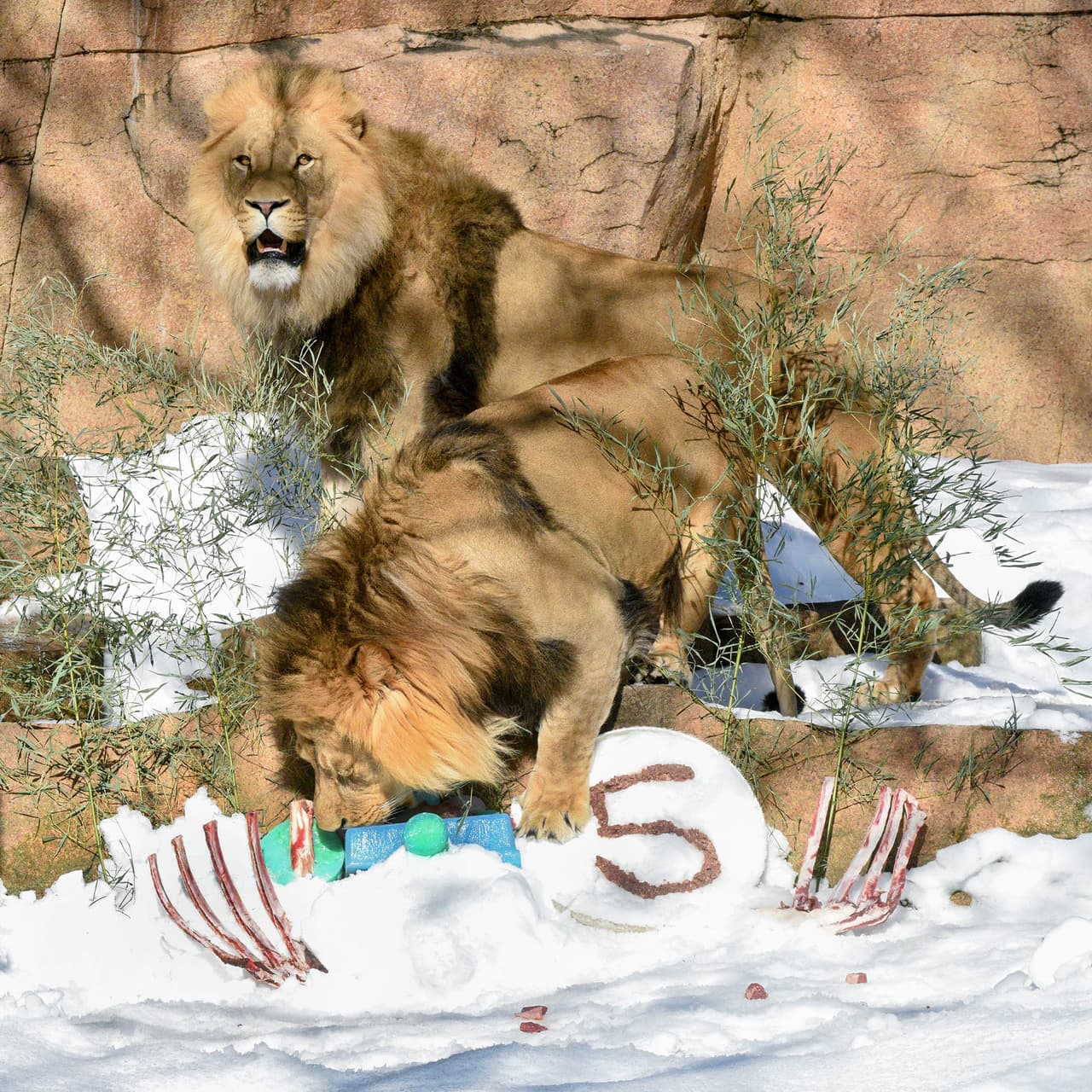 Para garantizar el distanciamiento social, la capacidad de los visitantes será limitada y se requieren boletos de admisión y estacionamiento con anticipación. Los boletos deben reservarse en 
<a href="https://www.czs.org/KnowBeforeYouGo" target="_blank">CZS.org/OnlineTicketing</a>. 
<br>