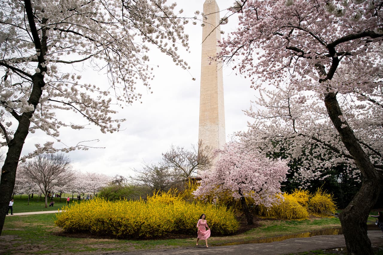 La presencia de los árboles de cerezo japonés en Washington DC se debe a un regalo hecho 
<b>en 1912 por el entonces alcalde de Tokio, Yukio Ozaki</b>. Cada año, el llamado Festival Nacional de la Floración de los Cerezos, atrae a decenas de miles de visitantes que se congregan alrededor del pico de floración.