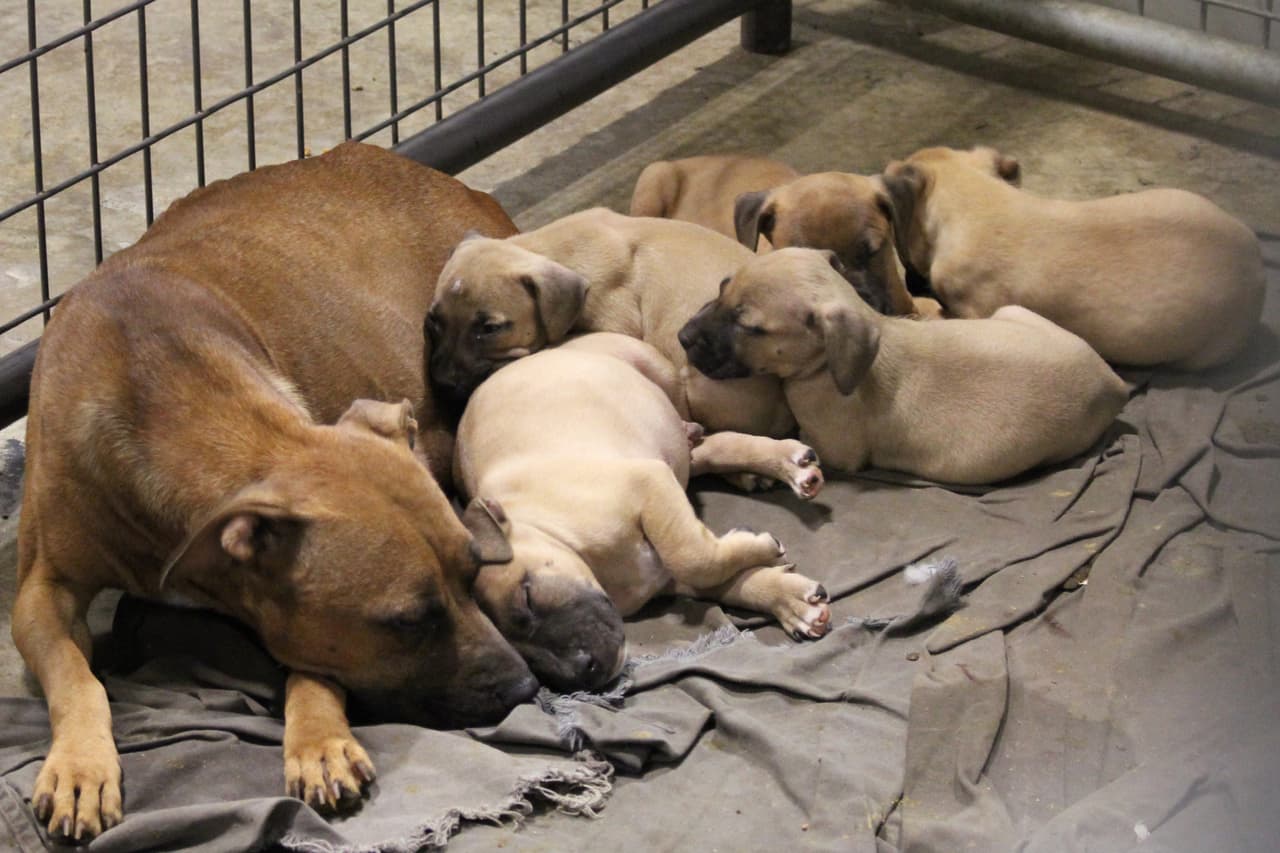 En total, se decomisaron 21 perros.