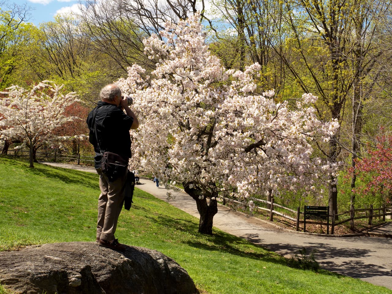 En el Jardín Botánico de Nueva York también hay una gran variedad, incluyendo algunos muy blancos.