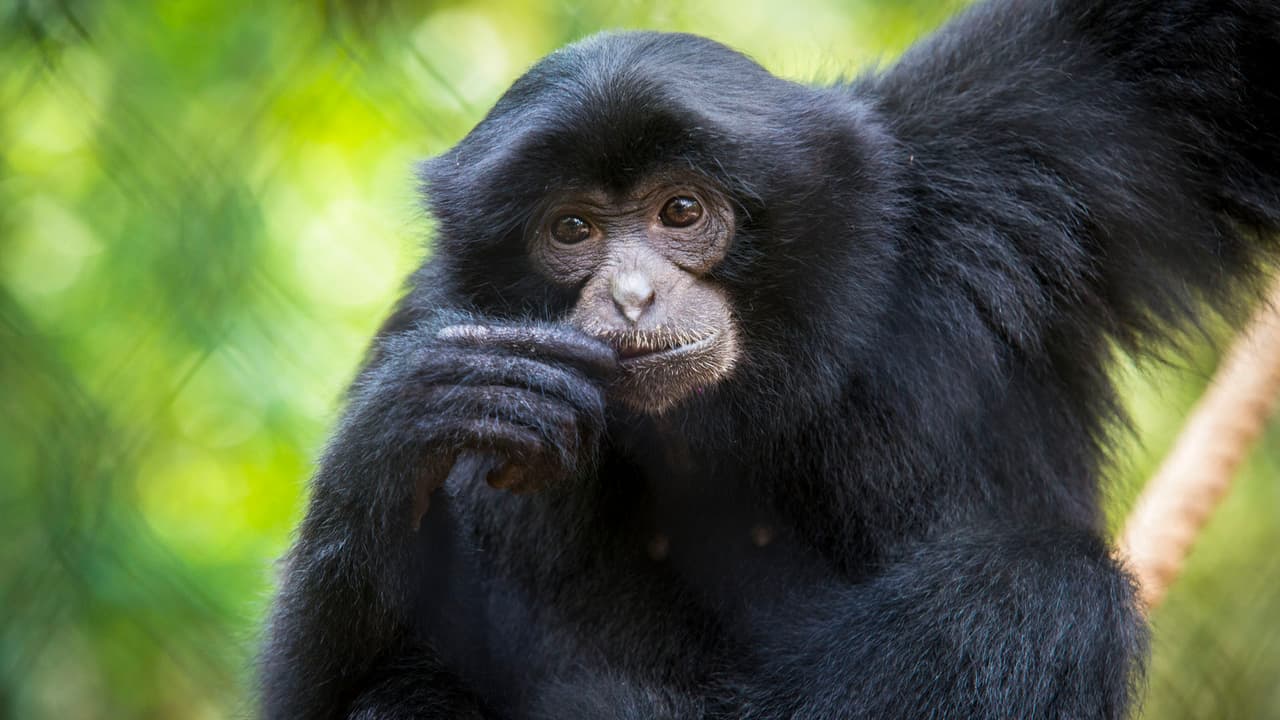 En el Wortham World of Primates podrán observar a monos aulladores negros, Siamang, gibones de mejillas blancas y tamarinos.