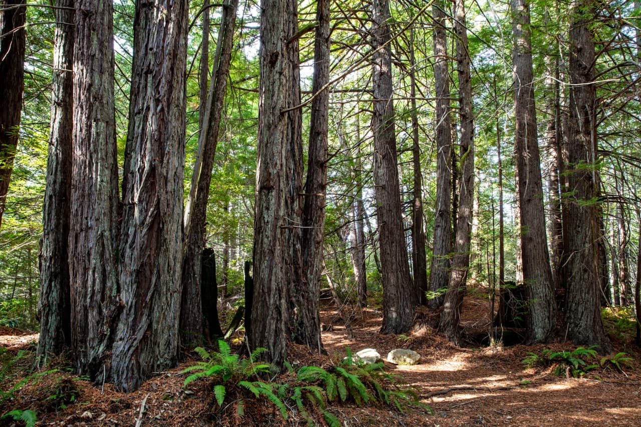 Compraron un bosque, lo recuperaron y se lo devolvieron a las tribus que eran sus habitantes originales