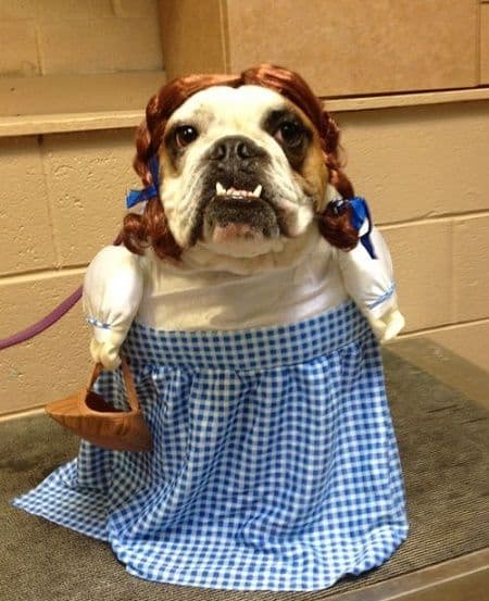 Las trenzas siempre están de moda, incluso las hay en versiones para nuestros mejores amigos.