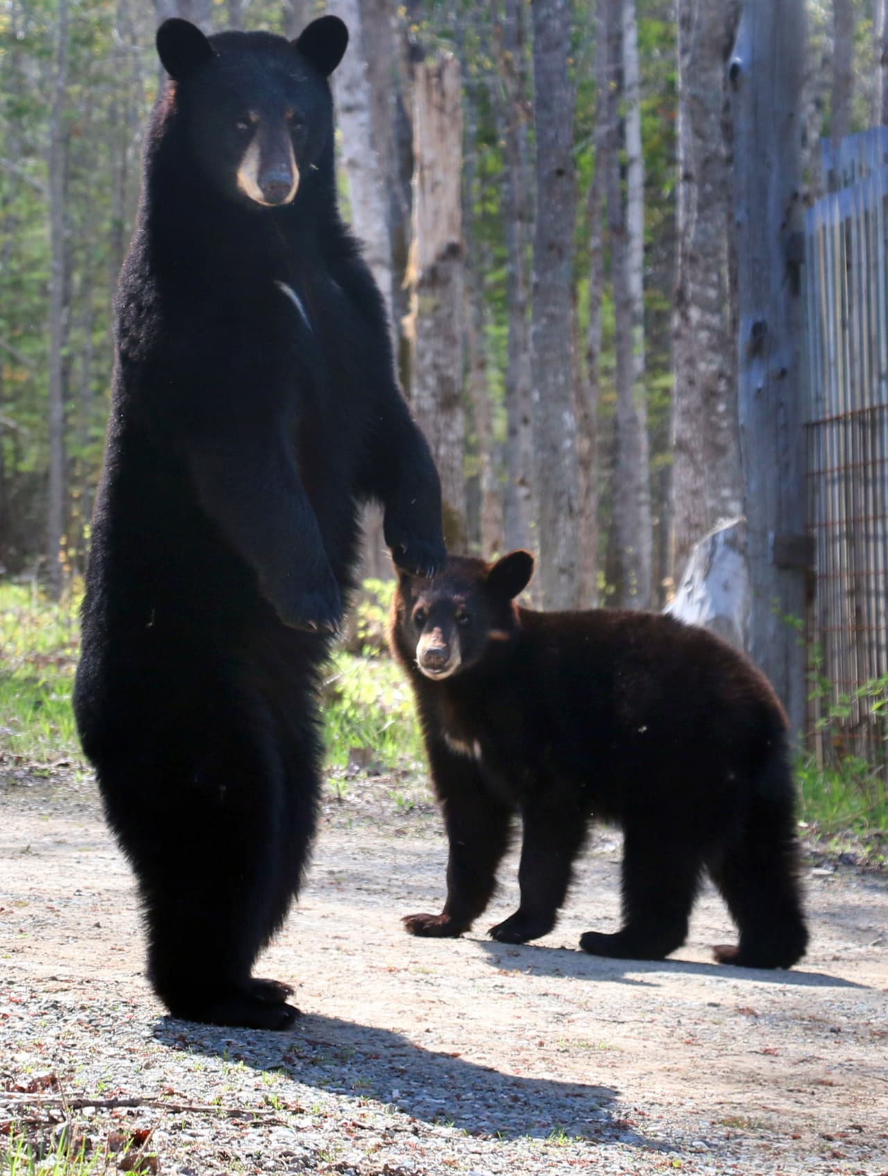 “No me asusto. Después de todo, he trabajado con ellos y los he estudiado toda mi vida”, aclaró.