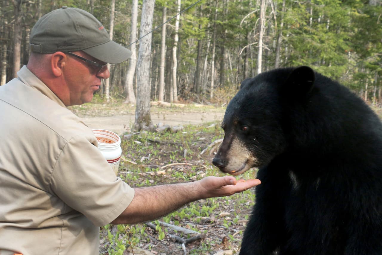 Poco a poco se esparció el rumor de la habilidad de Richard para mantener en calma a sus peludos amigos.