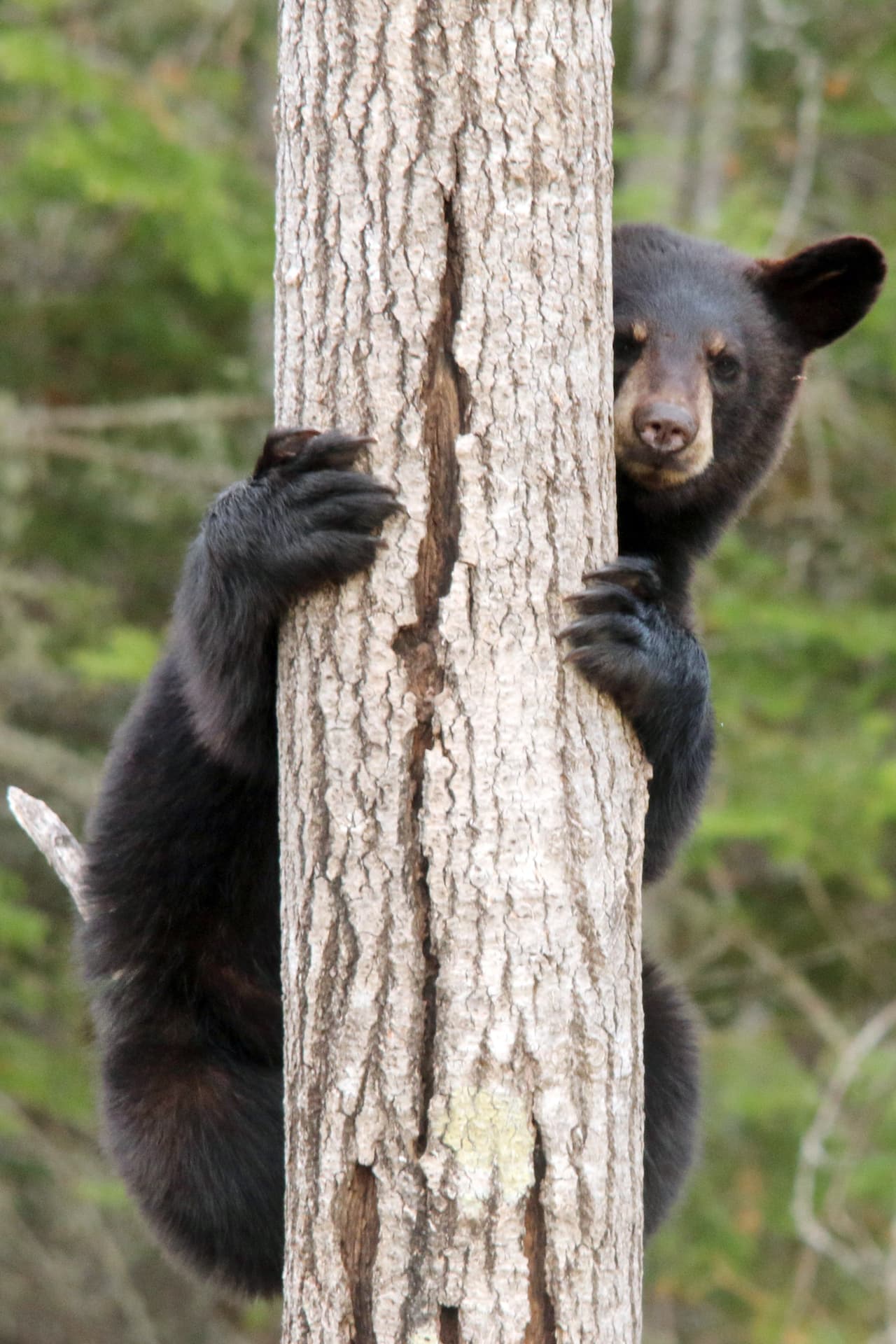 Admite que ha habido episodios de agresión, pero Richard dice que conoce los límites cuando se trata de probar la paciencia de los animales.