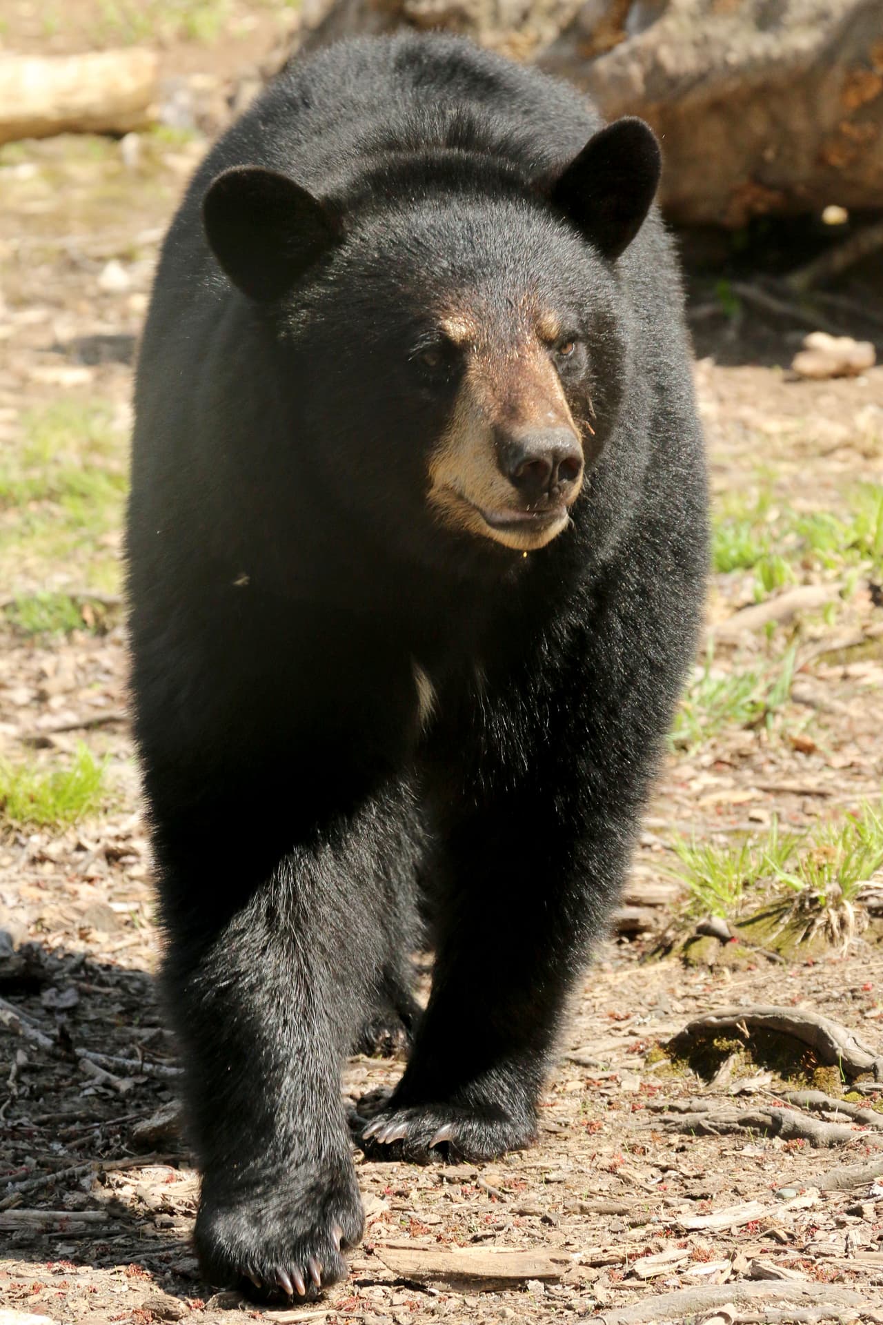 Desde entonces se convirtieron en amigos.