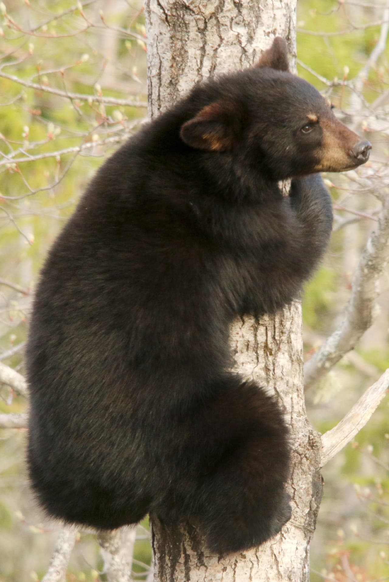 De acuerdo con Richard, el oso se acercó a él como si pensara que era su madre.