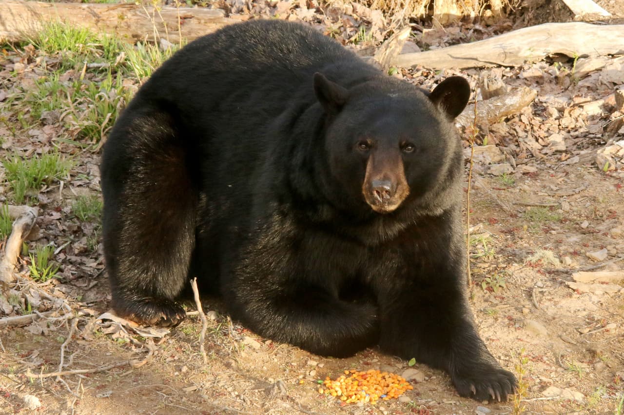 Ahí, los turistas van para acercarse a los osos negros.