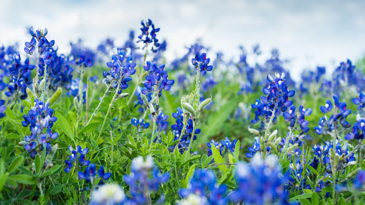 <h3 class="cms-H3-H3">Highway 287 entre Ennis y Waxahachie</h3>
<br>Para los amantes de los road trips o viajes por carretera, es un paseo Increíble 
<b>donde los bluebonnets florecen a los costados del camino.</b>
<br>📸 
<b>Tip fotográfico:</b> Encuentra un lugar seguro para estacionarte y enmarca el camino en la imagen para dar una sensación de profundidad y movimiento. Ten cuidado, recuerda que 
<b>es una vía rápida, primero la seguridad y luego la foto.</b>