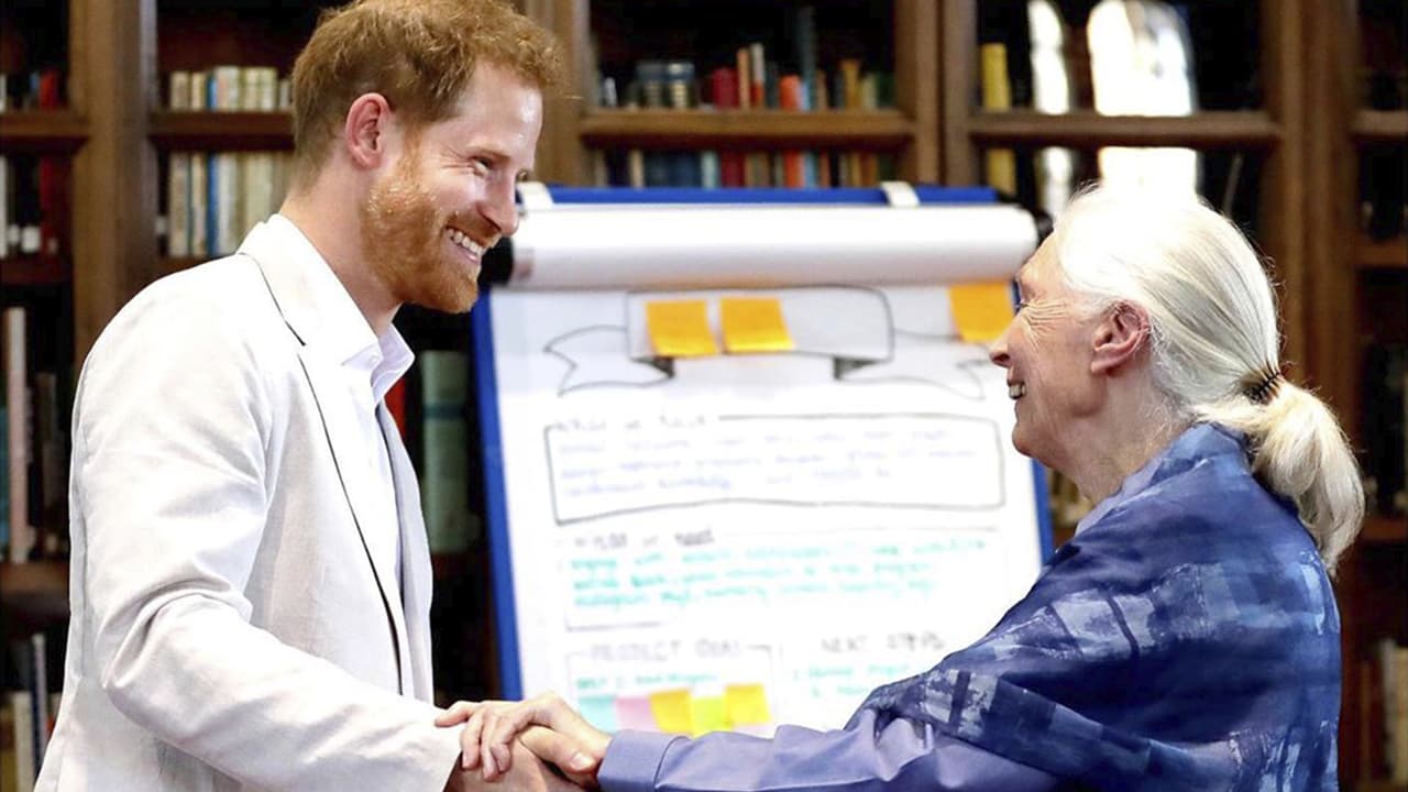 Lo compartió en 
<b><a href="https://www.vogue.co.uk/article/prince-harry-jane-goodall-september-2019-issue" target="_blank">una entrevista </a></b>que él mismo le realizó a la primatóloga Jane Goodall, con quien el príncipe lleva una buena amistad. 
<br>