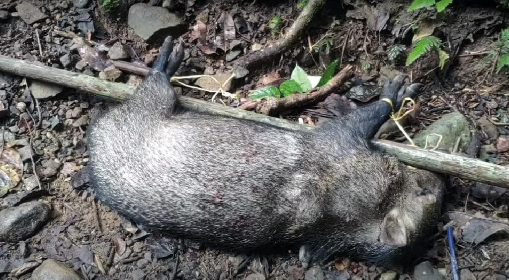 Las personas tienen que atravesar montañas, ríos y playas con ayuda de “coyotes”, algunos sin comida cazan animales pequeños en la selva para poder sobrevivir.