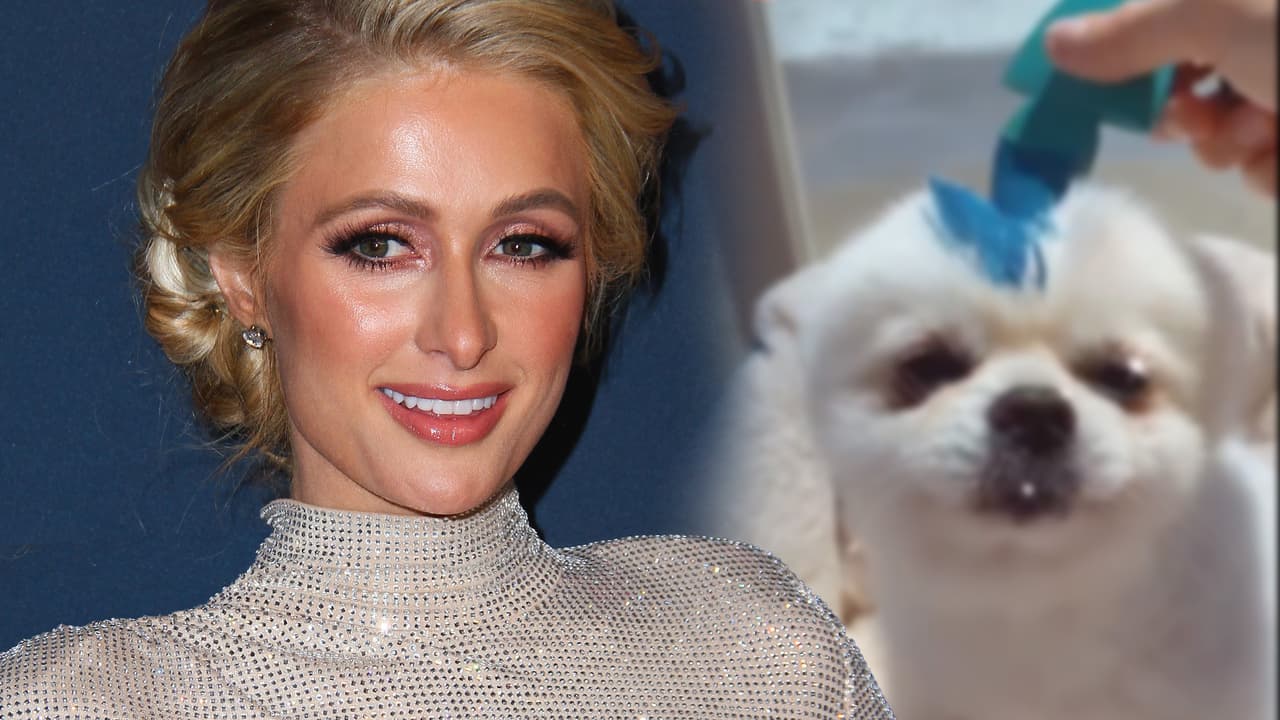 Paris Hilton intentó convertir a su perro Prince en el personaje 'Sonic': idéntico, no quedó