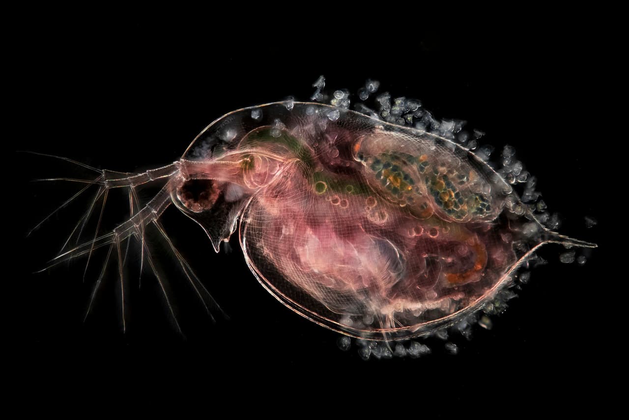 Pulga de agua (Daphnia) con embriones, noveno lugar del premio. Tomada con un aumento de 10X.