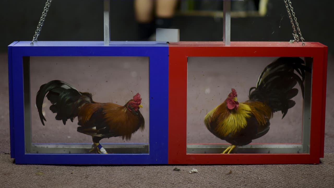 Corte Suprema federal desestima revisión de ley que prohibe las peleas de gallos