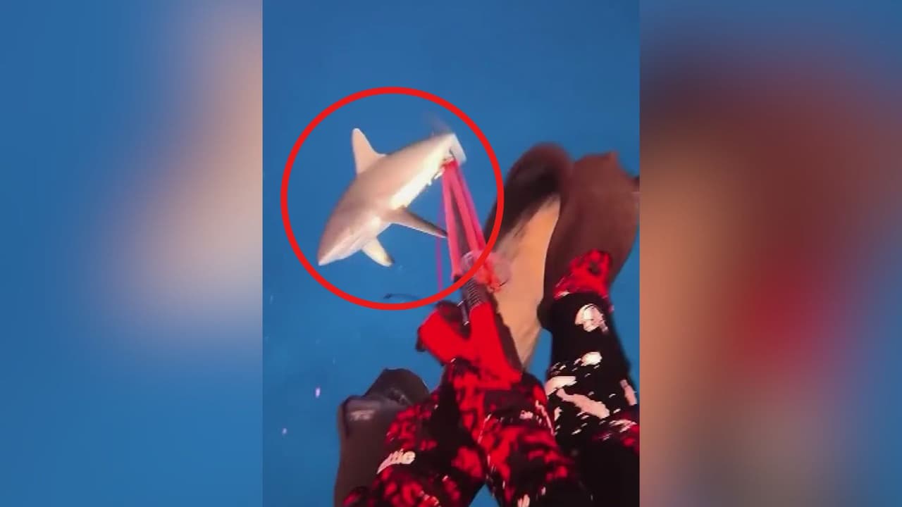 Creador de contenido capta momento exacto en que es atacado por un tiburón gris
