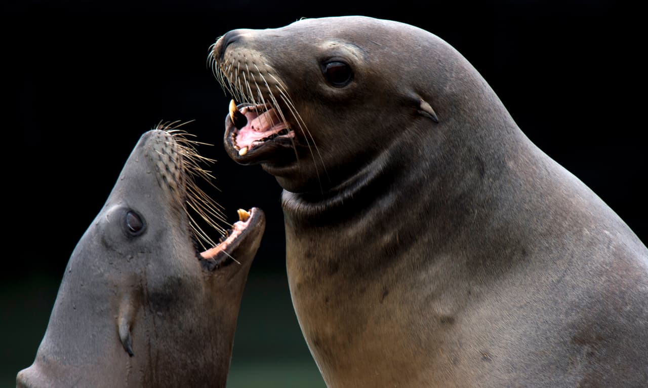 <h3 class="cms-H3-H3"><b>4. Visita los leones marinos</b></h3>
<br>Desde el muelle k de Pier 39, en San Francisco, puedes apreciar a los leones marinos que llegaron a esta zona luego del terremoto de Loma Prieta que azotó San Francisco en octubre de 1989. Los visitantes pueden tomar fotos a los leones marinos a la distancia y esta podría ser una opción para un bonito recurso en pareja este 14 de febrero. Apreciar a los singulares animales no tiene costo.
<br>