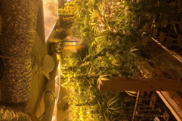 La Policía de Austin desmanteló este martes una casa al sur de Austin en donde fueron encontradas más de 400 plantas de marihuana. La residencia se ubicaba en el número 3702 de la calle Alexandria Drive entre las calles William Cannon Drive y Davis Lane.