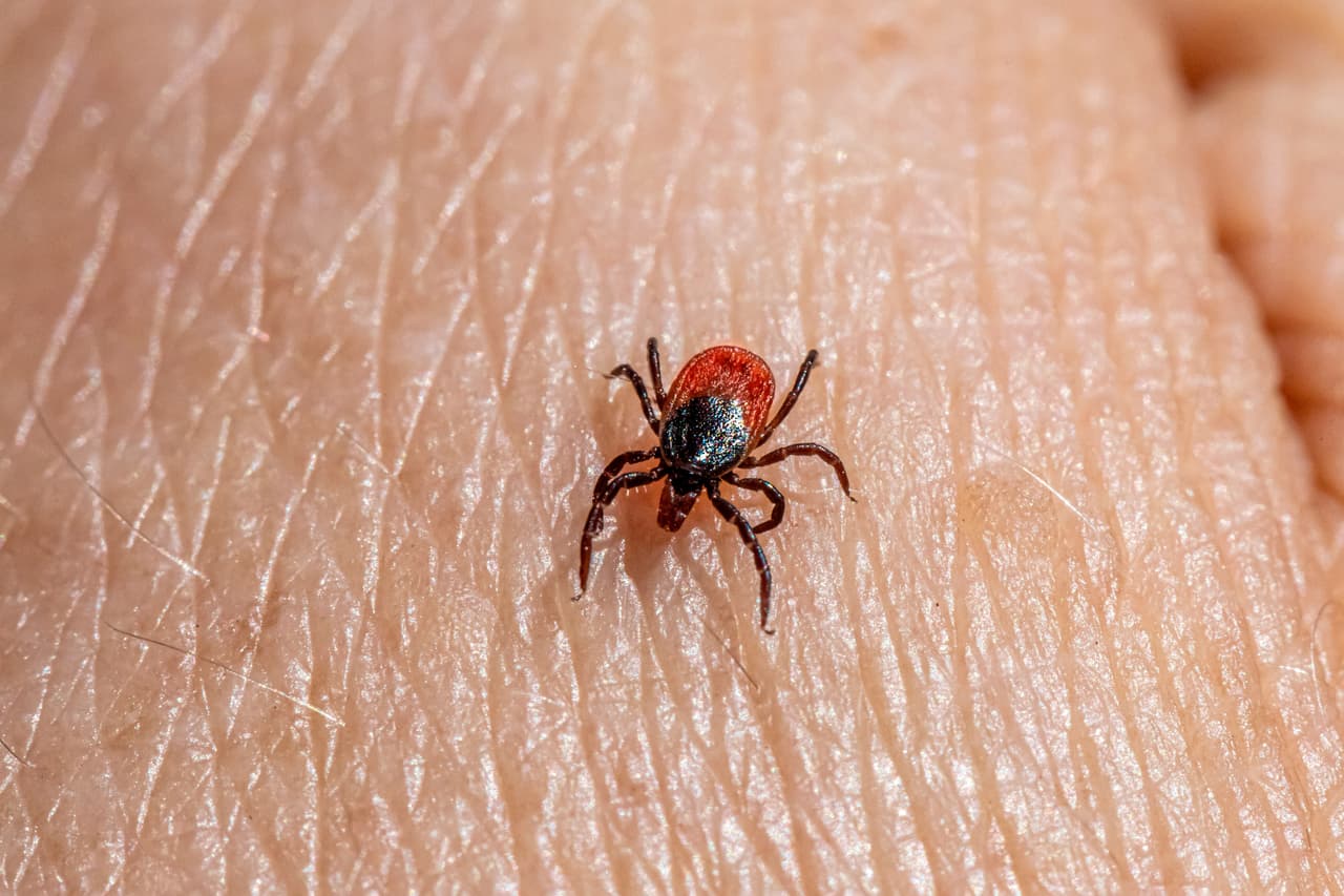 <h2 class="cms-H2-H2">El virus Bourbon en Nueva York: una infección sin vacuna ni tratamiento específico</h2>
<br>Un paciente de Long Island fue diagnosticado con este virus transmitido por la garrapata estrella solitaria. 
<a href="https://www.univision.com/local/nueva-york-wxtv/confirman-primer-caso-virus-bourbon-nueva-york">Más sobre sus síntomas.</a>