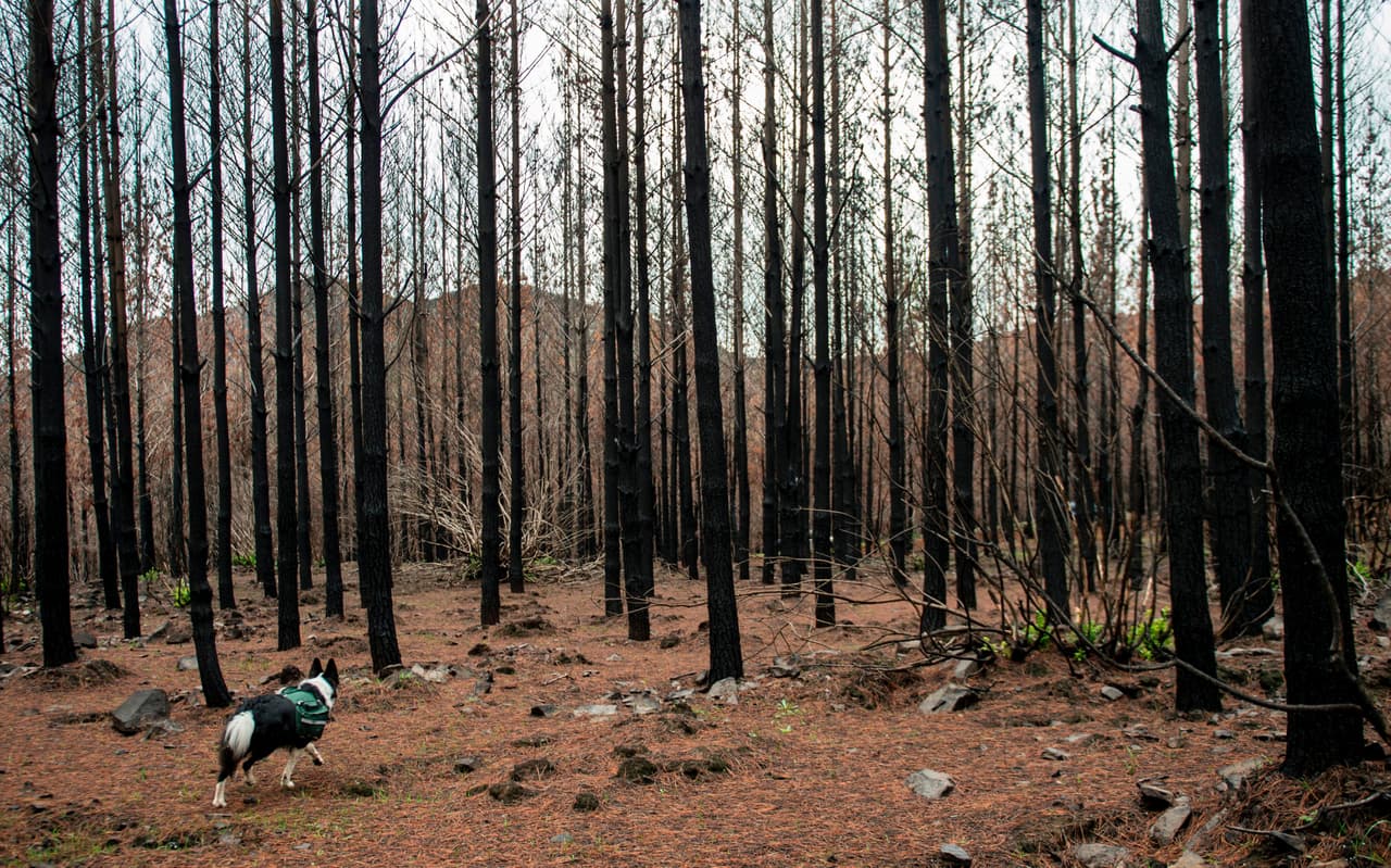 En lugar de un vasto bosque nativo antiguo como solía apreciarse, en Talca, a unos 350 kilómetros al sur de Santiago, sólo quedan troncos caídos y pastizales quemados. Su fauna sobreviviente ha huido y en gran parte aún no se ve su regreso.