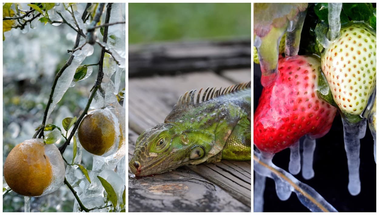 Ver y creer: tormenta invernal congela desde las iguanas hasta las frutas en Florida