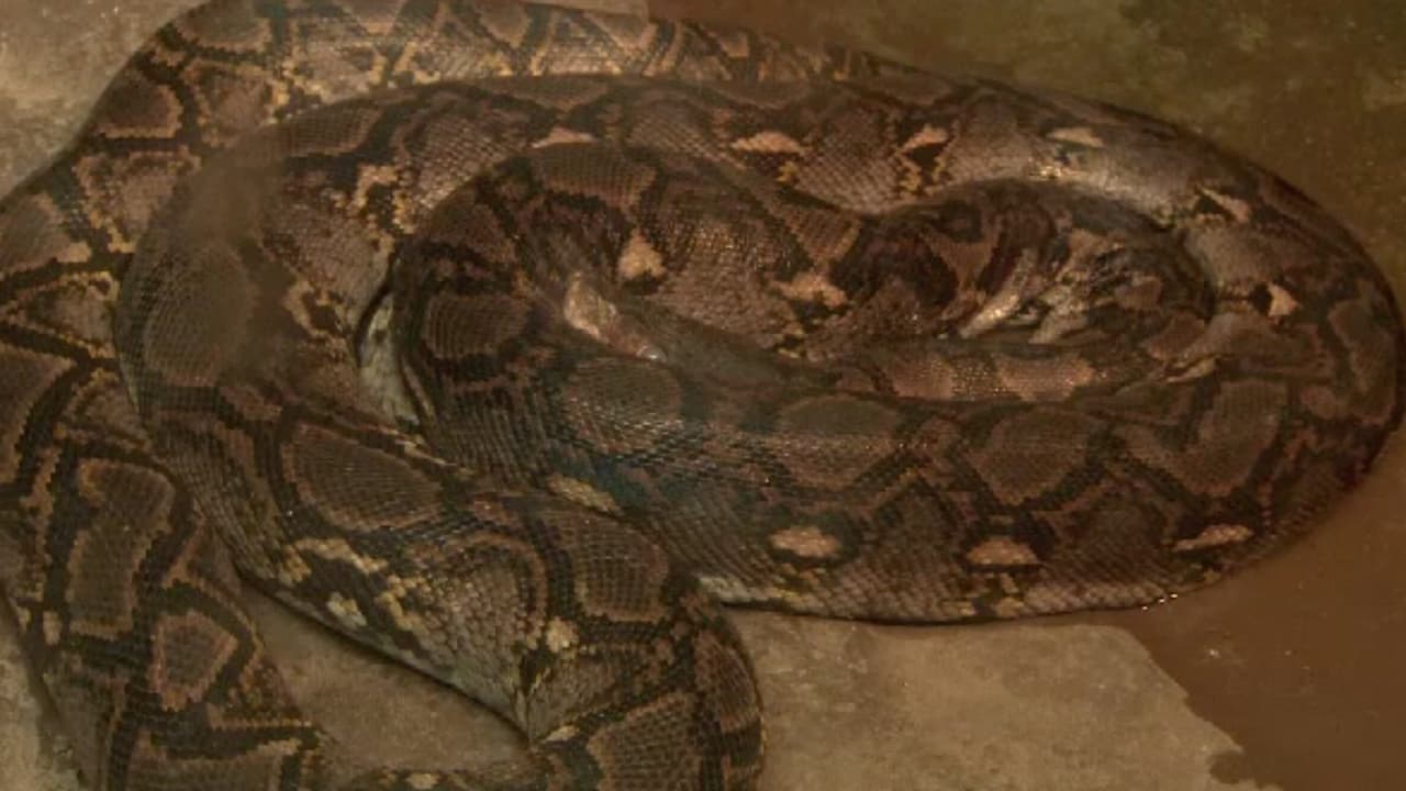 Daniel regresó a casa y está en proceso de recuperación; mientras tanto su tía, quien se hace cargo del menor desde hace dos años y medio, asegura que aprendió una lección.