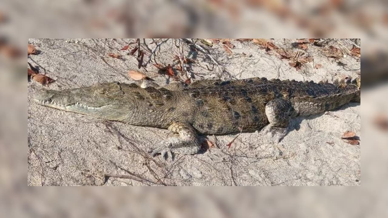 "Extraño avistamiento": Cocodrilo de 8 pies de largo aparece en playa de Florida 