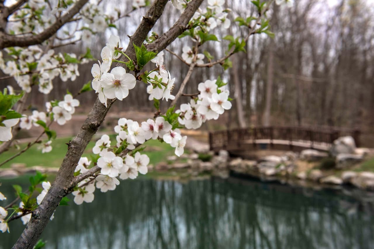 <b><a href="https://pittsburghbotanicgarden.org/">Pittsburgh Botanic Garden</a></b>: Pasea por 60 acres de bosques y disfruta de un estanque de lotos galardonado en el Jardín Botánico de Pittsburgh.
