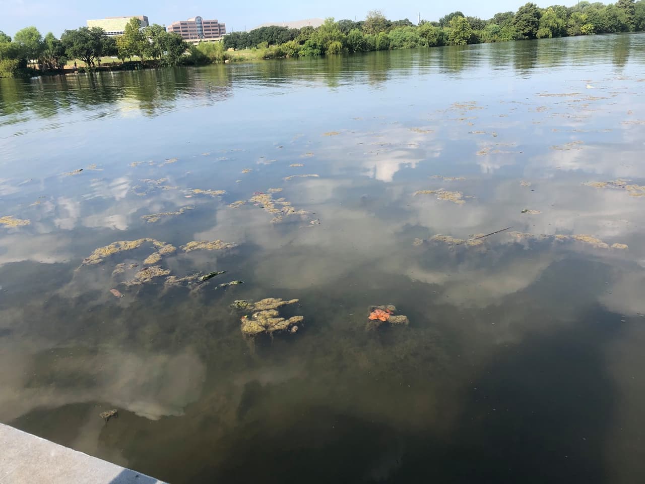 Algas tóxicas aún podrían estar en Lady Bird Lake